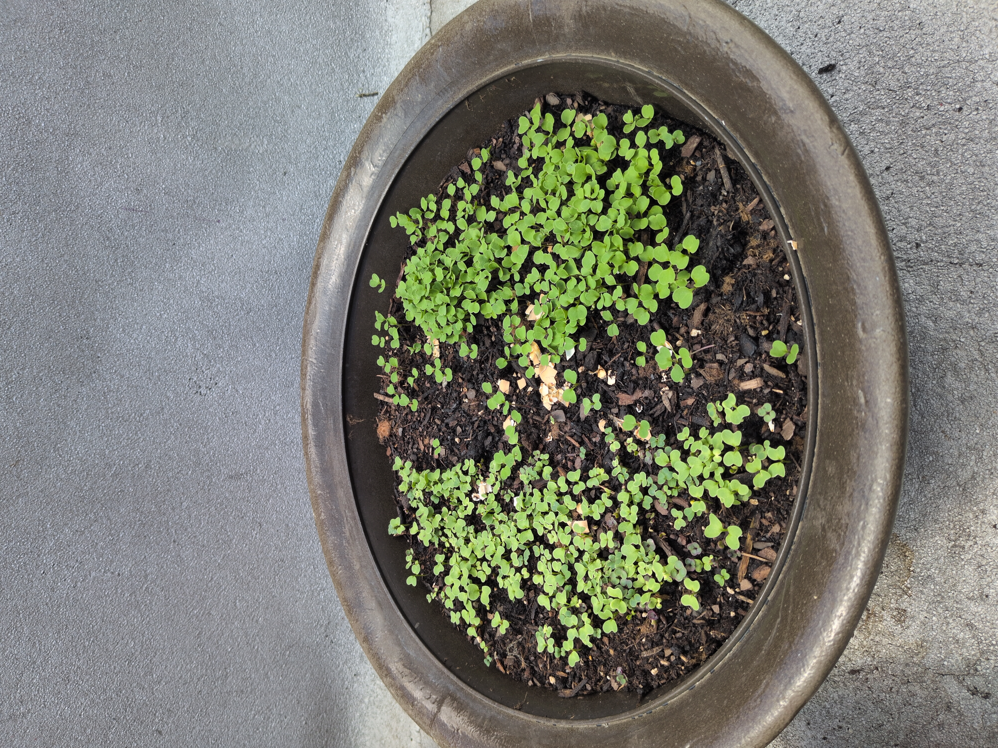 A planter filled with half microgreens and half arugula, the seeds are just starting to sprout