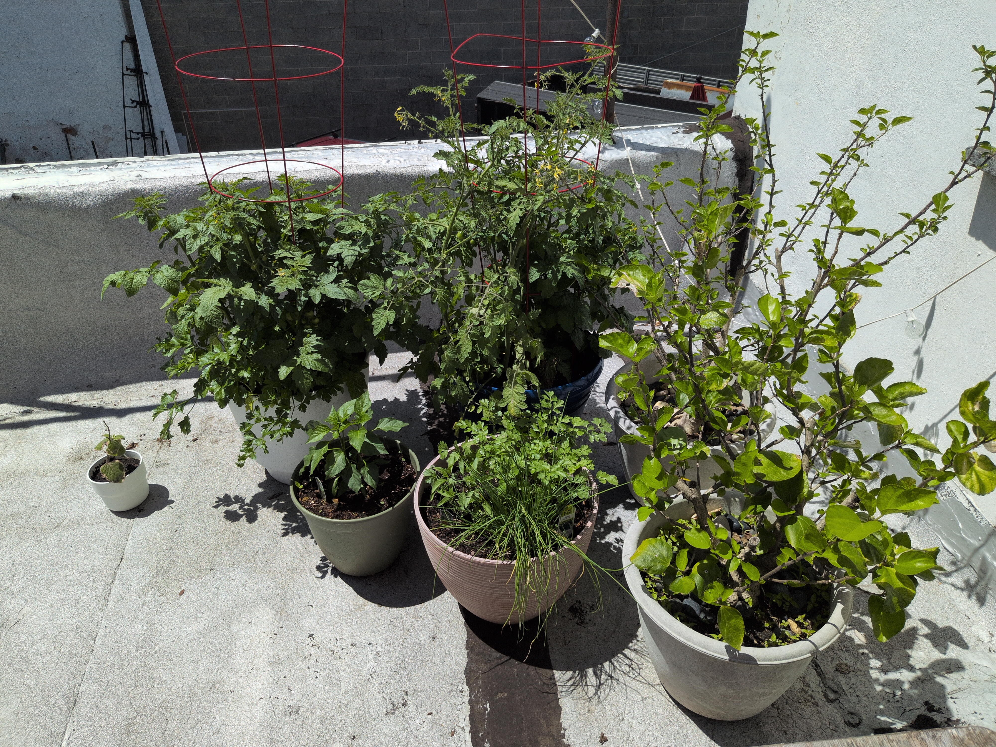 A bunch of planters filled with various plants including tomatos, basil, cilantro, jalapeno pepper and more.